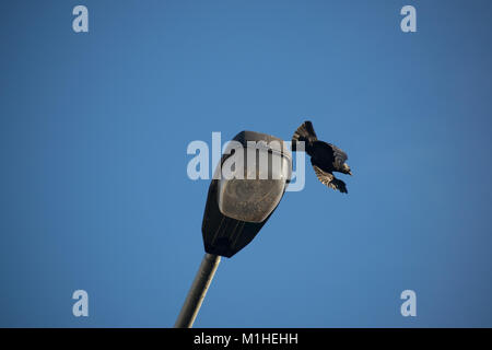 Crow décollant de lampe - Corvus corene Banque D'Images