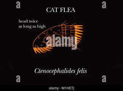 (La puce du chat Ctenocephalides felis) caractéristiques anatomiques de la région de la tête, de l'illustration, 1976. Image courtoisie Centres for Disease Control (CDC). () Banque D'Images