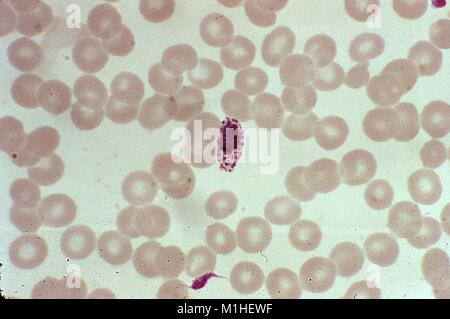 Photomicrographie du parasite du paludisme Plasmodium ovale de sa jeune stade schizonte immatures, 1973. Image courtoisie CDC/Dr. Mae Melvin. () Banque D'Images