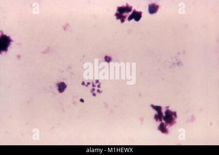 Photomicrographie du parasite du paludisme Plasmodium ovale à divers stades de schizontes et mérozoïtes, film épais sur frottis sanguin, 1966. Image courtoisie CDC/Dr. Mae Melvin. () Banque D'Images