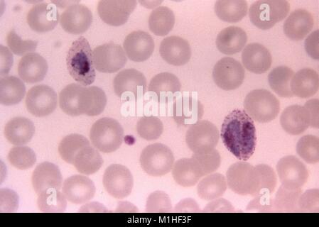 Photomicrographie du parasite du paludisme Plasmodium ovale comme un double croissant dans un trophozoïte de globules rouges et d'un seul, sur un trophozoïte film mince frottis sanguin, 1966. Image courtoisie CDC/Dr. Mae Melvin. () Banque D'Images