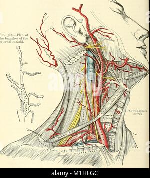 Illustration couleur d'un point de vue superficiel, disséqués du côté droit d'un cou humain, montrant les artères carotides et sous-clavières et empiècement figure montrant le plan de la carotide externe, à partir de branches le volume 'Anatomie descriptive et chirurgicale, ', écrit par Henry Gray, H. C. (Henry Vandyke) Carter, T. et Thomas Pickering (Pickering), 1897. Avec la permission de Internet Archive. () Banque D'Images