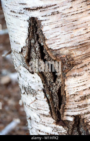 Signes de déclin sur un tronc de bouleau mort (Betula papyrifera), Northeast Harbor, Maine. Banque D'Images