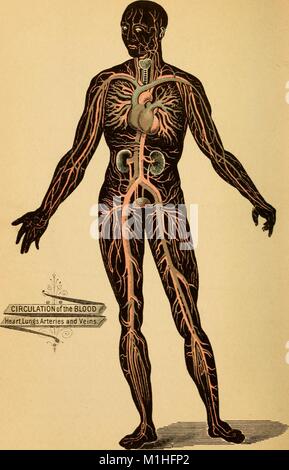 Illustration couleur représentant une longueur totale, du corps humain pour montrer la circulation du sang, le cœur, les poumons, les artères et les veines, du volume "un traité sur la physiologie et l'hygiène pour les établissements d'enseignement et de lecteurs en général ." écrit par Joseph C (Joseph Chrisman) Hutchison, 1887. Avec la permission de Internet Archive. () Banque D'Images