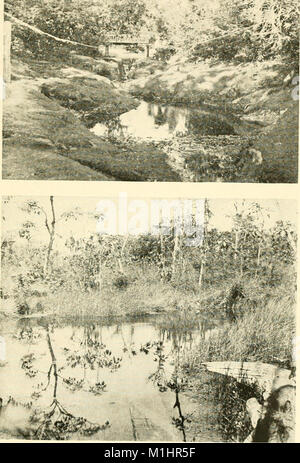 Une année de l'histoire naturelle du Costa Rica (1917) (14597657309) Banque D'Images