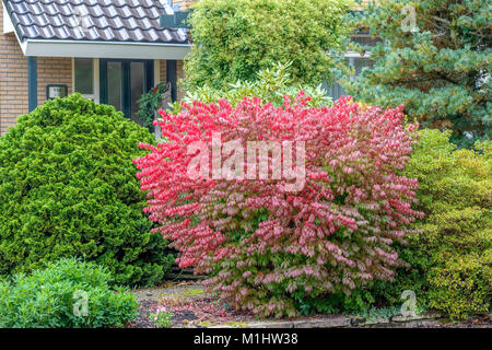 EUONYMUS alatus Compactus (arbuste), la fusée de l'aile (Flügel-Spindelstrauch Euonymus alatus compactus) Banque D'Images