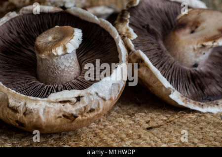 Champignons Portobello close up Banque D'Images