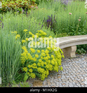 L'euphorbe ésule (Euphorbia seguieriana steppes ciana nici subsp.), Steppen-Wolfsmilch (Euphorbia seguieriana subsp. niciciana) Banque D'Images