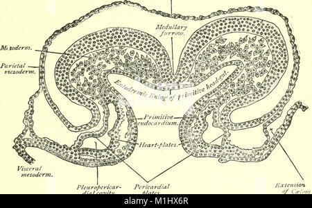 Un texte-livre d'embryologie pour les étudiants de médecine (ressource électronique) (1907) (20344307612) Banque D'Images