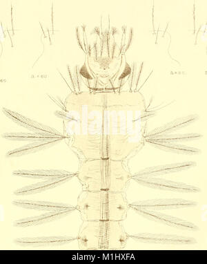 Les invertébrés de l'Afrique - un journal de recherche sur la diversité biologique (1906-1908) (17936645692) Banque D'Images