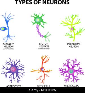 Types de neurones. Sensoriel, de la structure, du neurone moteur, pyromidal astrocytes, cellules de Betz, les microglies. Set. Vector illustration infographies sur backg isolés Illustration de Vecteur