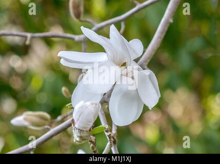 Lobners Magnolia (Magnolia × Proctoriana Merrill), Löbners Magnolie (Magnolia × loebneri Merrill) Banque D'Images