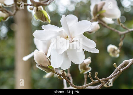 Lobners Magnolia (Magnolia × Proctoriana Merrill), Löbners Magnolie (Magnolia × loebneri Merrill) Banque D'Images