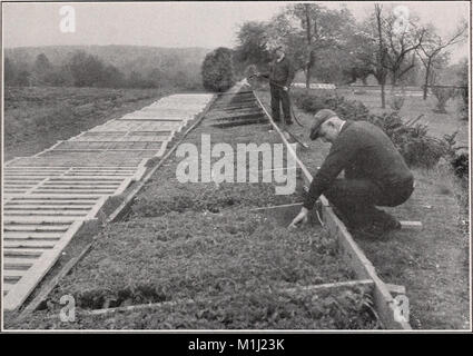 'A descriptive Catalog of Vegetables' (1935) fournit une liste complète et une description des variétés de légumes. Le catalogue couvre les caractéristiques des plantes, les conditions de croissance et les utilisations, servant de ressource pour les horticulteurs et les professionnels de l'agriculture. Banque D'Images