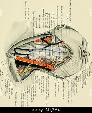 Un texte-livre de l'anatomie clinique - pour les étudiants et les praticiens (1907) (14593722088) Banque D'Images