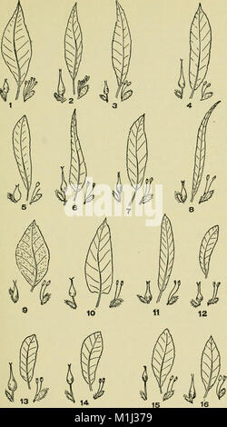 Un guide illustré pour les plantes à fleurs de l'Atlantique centre et états de la Nouvelle-Angleterre (sauf les graminées et carex) la description en langage familier (1910) (14596162260) Banque D'Images