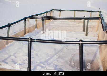 La truite d'élevage industriel Vue de dessus d'hiver poisson Banque D'Images