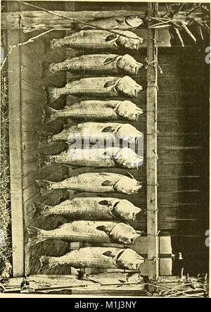 Poissons américains ; un traité sur le jeu populaire et de l'alimentation des poissons d'Amérique du Nord, avec une référence particulière à des habitudes et modes de capture (1888) (14581897779) Banque D'Images