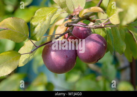 Apple (Malus domestica Redlove® era), Apfel (Malus domestica Redlove® Era) Banque D'Images