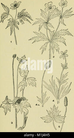 Un guide illustré pour les plantes à fleurs de l'Atlantique centre et états de la Nouvelle-Angleterre (sauf les graminées et carex) la description en langage familier (1910) (14779744181) Banque D'Images