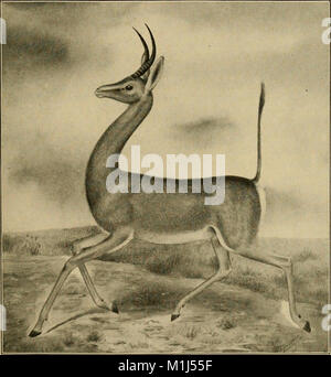 Un catalogue de la collection des mammifères dans le Field Columbian Museum (1907) (19958351583) Banque D'Images