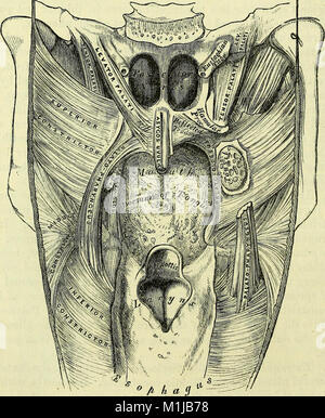 Ce travail de 1860 sur l'anatomie fournit des descriptions détaillées de l'anatomie humaine, avec un accent sur les applications chirurgicales. Il couvre la structure et la fonction du corps, ainsi que les techniques médicales pertinentes pour la chirurgie et le traitement. Banque D'Images