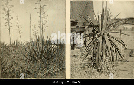 Un catalogue descriptif des fibres utiles plantes du monde - y compris les fonds structurels et les classifications économiques de fibres (1897) (14596875597) Banque D'Images