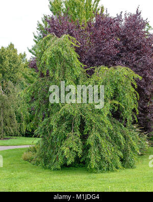 Ski cerisier (Prunus pendula), Hänge-Kirsche (Prunus pendula) Banque D'Images