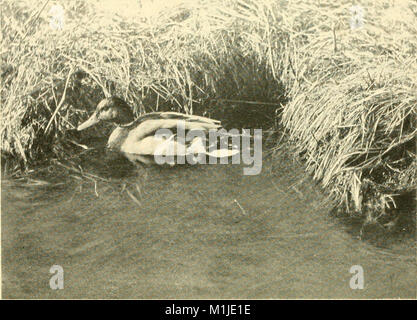 Parmi les oiseaux d'eau ; l'observation, l'aventure, la photographie. Un récit populaire de l'eau pintade que l'on trouve dans les états du nord et du Moyen-Orient et le Bas-Canada, à l'Est des Rocheuses (1903) (14568867989) Banque D'Images