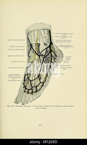 Un texte-livre de l'anatomie clinique - pour les étudiants et les praticiens (1907) (14594169167) Banque D'Images