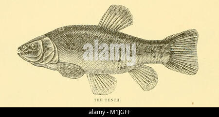 Poissons américains ; un traité sur le jeu populaire et de l'alimentation des poissons d'Amérique du Nord, avec une référence particulière à des habitudes et modes de capture (1888) (14581956789) Banque D'Images