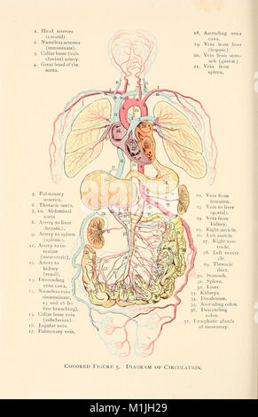 Biologie animale, la biologie humaine. Les parties II et III du premier cours en biologie (1910) (17574914614) Banque D'Images