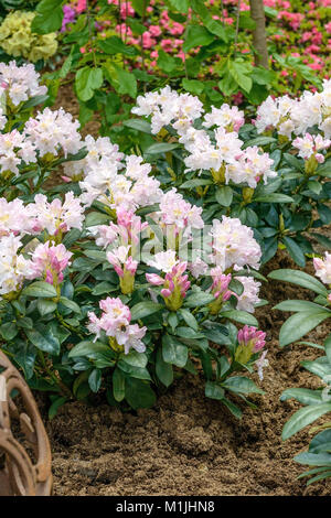 (Rhododendron rhododendron Caucase Cunningham's white), Kaukasus-Rhododendron (Rhododendron Cunninghams blanc) Banque D'Images