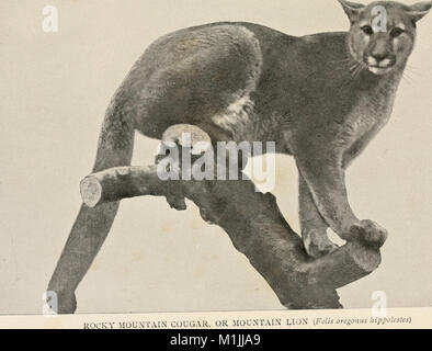 'American Animals' (1904) fournit un guide populaire des mammifères d'Amérique du Nord, en se concentrant sur les espèces trouvées au nord du Mexique. Il offre des descriptions détaillées et des biographies de mammifères bien connus, y compris leurs comportements et leurs habitats. Banque D'Images