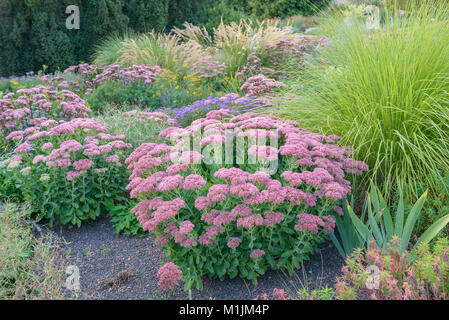 Orpin (Sedum Autumn Joy), Fetthenne (Sedum Herbstfreude) Banque D'Images