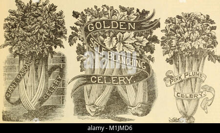 Allen's catalogue pour 1906 - choix des fraisiers et des centaines d'autres bonnes choses pour la ferme et le jardin (1906) (17764364058) Banque D'Images