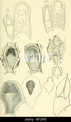 Allan Hancock expéditions du Pacifique. (Rapports) (1943) (17923897626) Banque D'Images