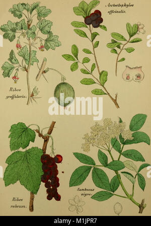 Ce manuel fournit des conseils sur la culture, la récolte et l'utilisation des plantes médicinales, offrant des connaissances pratiques pour la culture et l'utilisation des herbes à des fins thérapeutiques. Banque D'Images