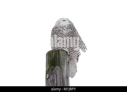 Le harfang des neiges (Bubo scandiacus) assis sur un poste en bois et face au vent. Isolé sur un fond blanc. De nombreux détails. Banque D'Images