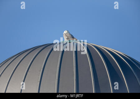 Le harfang des neiges (Bubo scandiacus) perché au sommet d'un silo et regardant la caméra. L'espace de copie dans le ciel si nécessaire. Banque D'Images