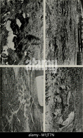Ce compte rendu de 1924 détaille la vie animale dans le parc national de Yosemite, y compris les mammifères, les oiseaux, les reptiles et les amphibiens, en mettant l'accent sur les espèces présentes dans l'écosystème de la Sierra Nevada. Banque D'Images