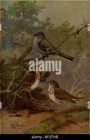 La vie animale dans le Yosémite ; un exposé des mammifères, oiseaux, reptiles, et amphibiens dans une section de la Sierra Nevada (1924) (17575267974) Banque D'Images