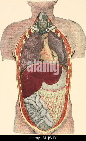 Biologie animale, la biologie humaine. Les parties II et III du premier cours en biologie (1910) (18198801251) Banque D'Images