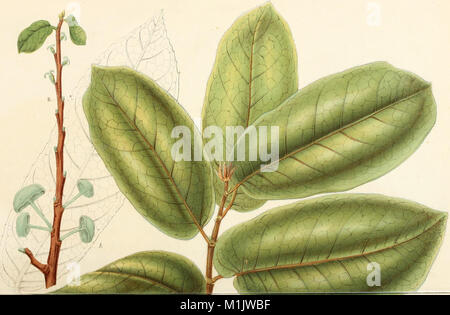 *Annales d'horticulture et de Botanique* (1822) offre un relevé détaillé de la flore des pays-Bas, y compris les plantes cultivées dans le pays d'origine et les Indes orientales néerlandaises. Le travail se concentre sur des espèces végétales importantes dans les jardins et les milieux agricoles. Banque D'Images