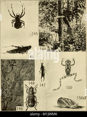 Les communautés animales en Europe, Amérique du Nord - comme illustré dans la région de Chicago ; une étude en écologie animale (1937) (18192770452) Banque D'Images