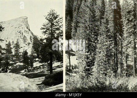 Ce travail de 1924 fournit un compte rendu détaillé de la diversité de la vie animale à Yosemite, en se concentrant sur les mammifères, les oiseaux, les reptiles et les amphibiens trouvés dans la Sierra Nevada, mettant en lumière la faune et les écosystèmes de la région. Banque D'Images