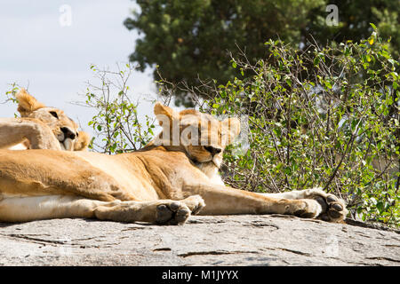 Les lionnes d'Afrique (Panthera leo), espèces de la famille des félidés et un membre du genre Panthera, désignée vulnérable, in Serengeti National Park, Banque D'Images