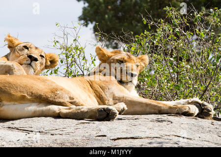 Les lionnes d'Afrique (Panthera leo), espèces de la famille des félidés et un membre du genre Panthera, désignée vulnérable, in Serengeti National Park, Banque D'Images