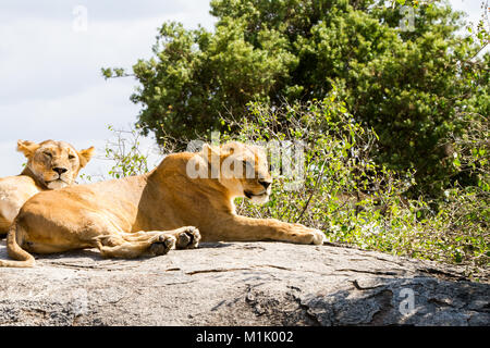 Les lionnes d'Afrique (Panthera leo), espèces de la famille des félidés et un membre du genre Panthera, désignée vulnérable, in Serengeti National Park, Banque D'Images