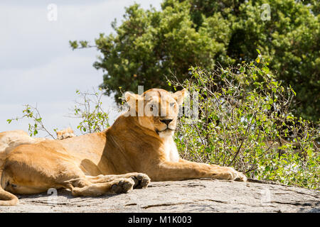 Les lionnes d'Afrique (Panthera leo), espèces de la famille des félidés et un membre du genre Panthera, désignée vulnérable, in Serengeti National Park, Banque D'Images